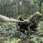Echoes of War in the Jungle: Two WWII Corsairs Unearthed on Espiritu Santo 10 Echoes of War in the Jungle Two WWII Corsairs Unearthed on Espiritu Santo