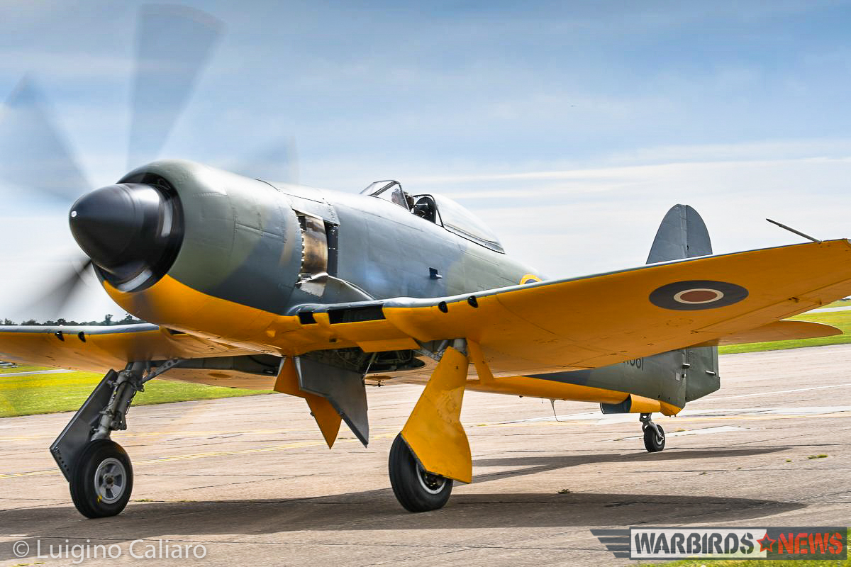 Prototype British aircraft in WWII, like the Sea Fury, typically had yellow paint on the lower surfaces to reduce the chances that trigger-happy anti-aircraft gunners wouldn't suspect it was a new enemy aircraft. (photo by Luigino Caliaro)