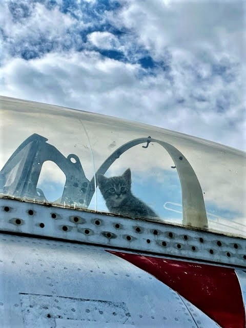 Kittens in a T 33 Shooting Star Hickory Aviation Museum