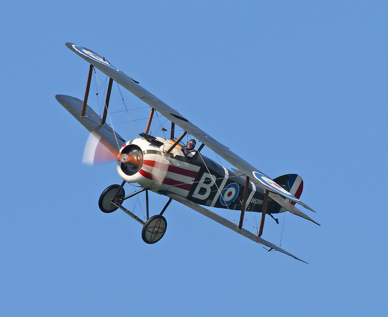 Mondello flying the Sopwith Camel with rotary engine. Photo by Warren Disbrow