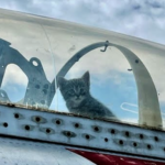 North Carolinas Hickory Aviation Museum found a mother cat and her five kittens in the cockpit of a Lockheed T 33 Shooting Star plane