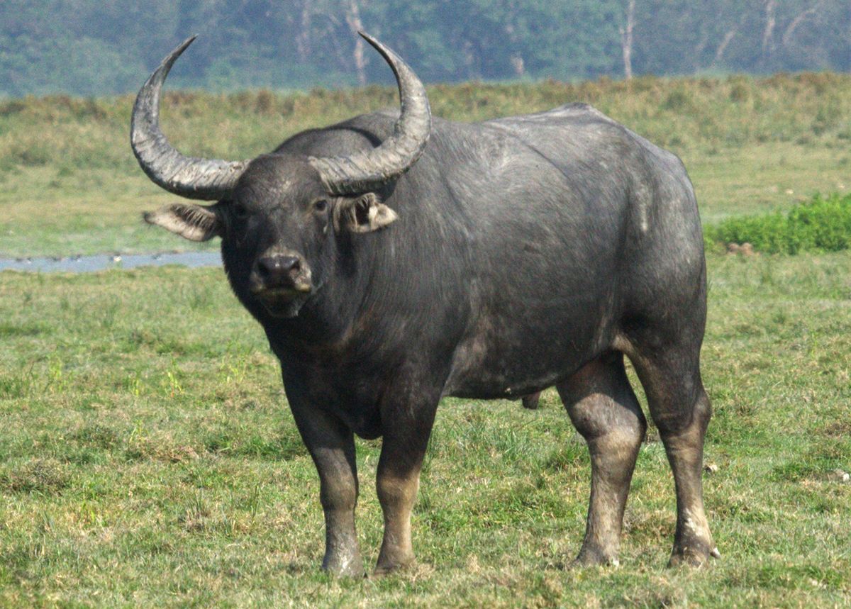 Southeast Asian water buffalo